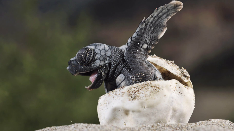 Schildkröte schlüpft aus Ei (Foto: SWR)