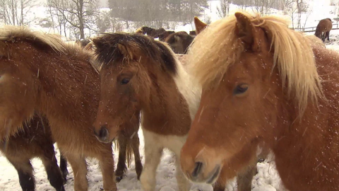 Pferde im Schnee (Foto: SWR)