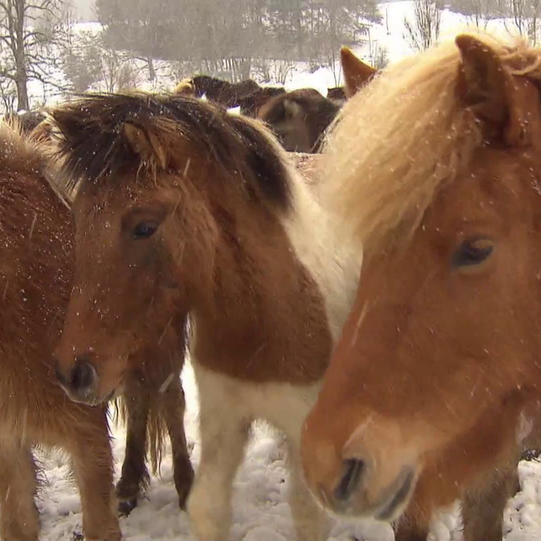 Pferde im Schnee (Foto: SWR)