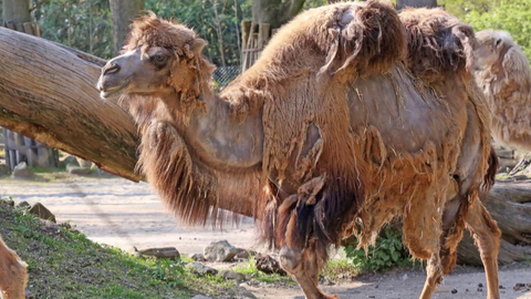 Kamel (Foto: SWR)