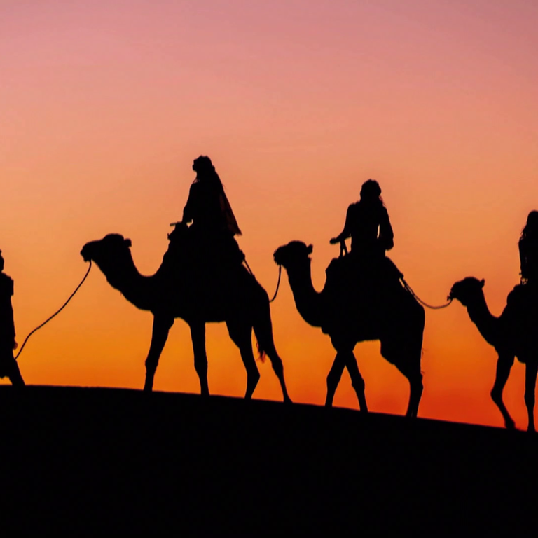 Kamele im Sonnenuntergang (Foto: SWR)