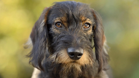Hund (Foto: SWR)