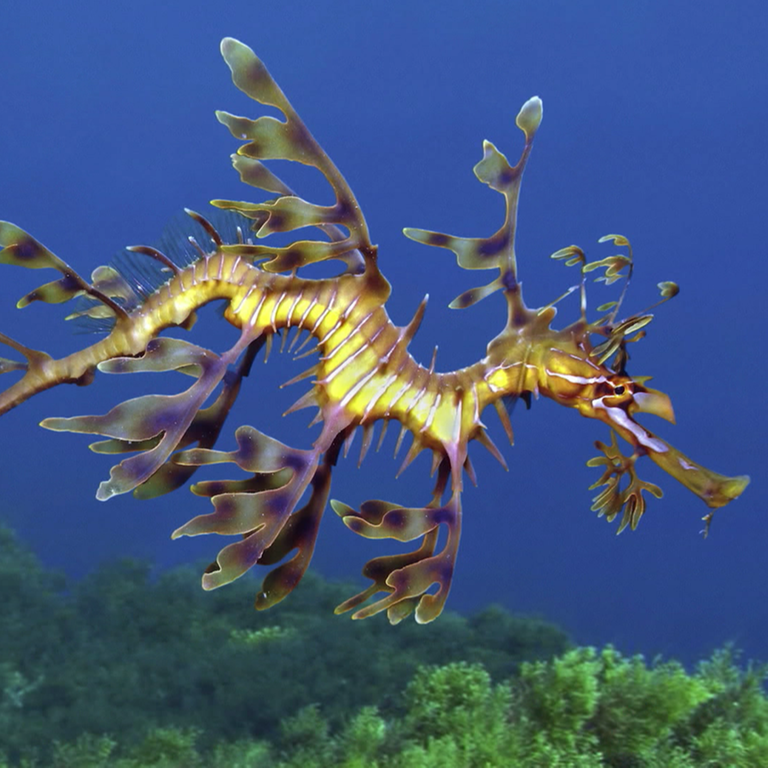 Fetzenfisch im Meer (Foto: SWR)