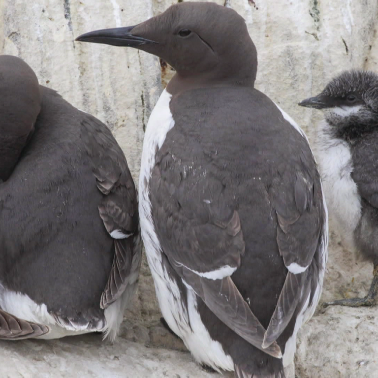 Pinguine (Foto: SWR)