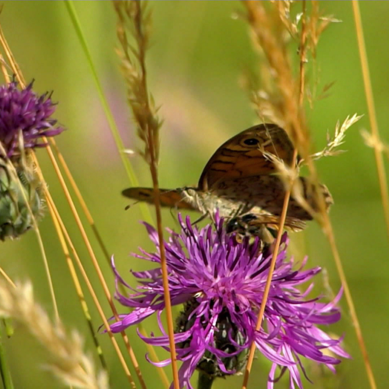 Schmetterling auf einer Blume (Foto: SWR)