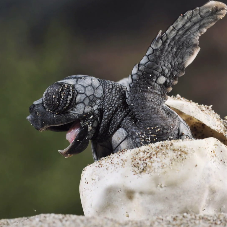 Schildkröte schlüpft aus Ei (Foto: SWR)