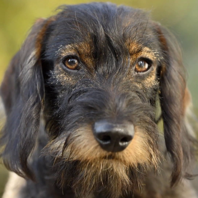 Hund (Foto: SWR)