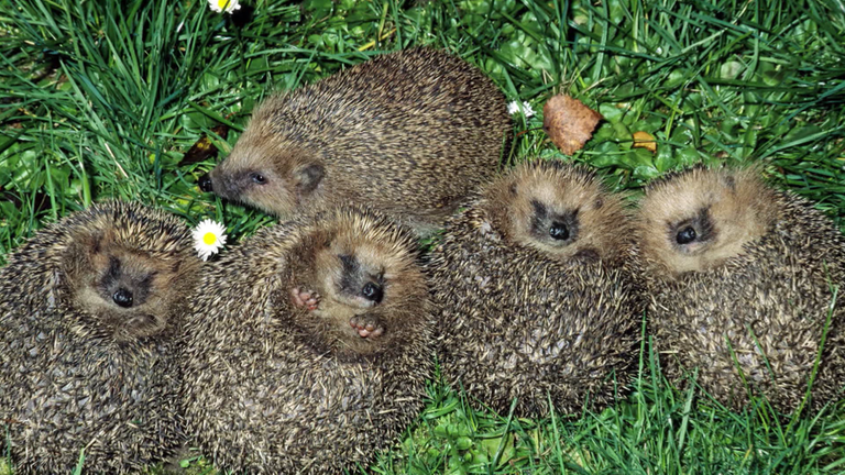 Igelbabys liegen im Gras