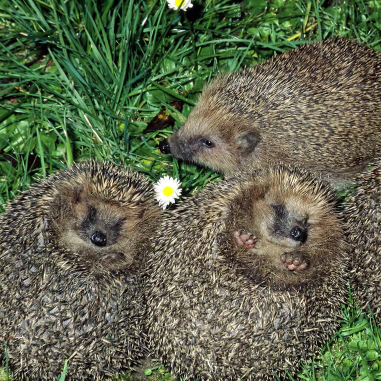 Igelbabys liegen im Gras