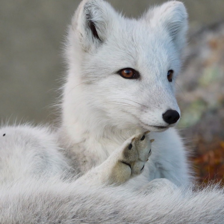 Polarfuchs (Foto: SWR)