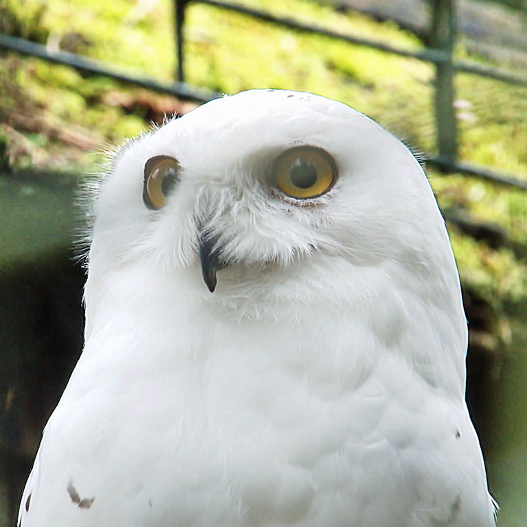 Schneeeule (Foto: SWR)