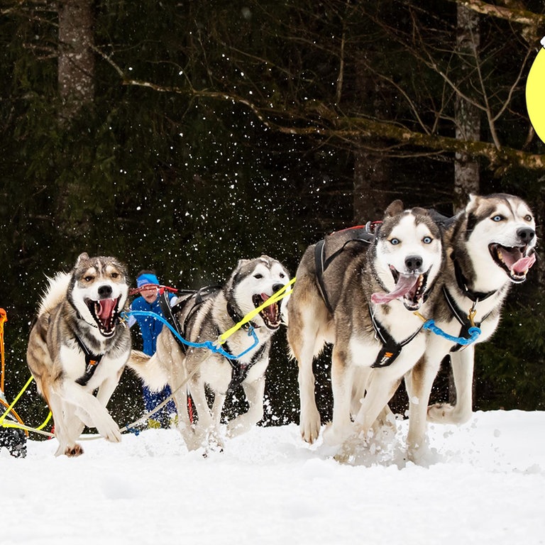 Schlittenhunderennen: Musherin Marina mit ihren Huskys