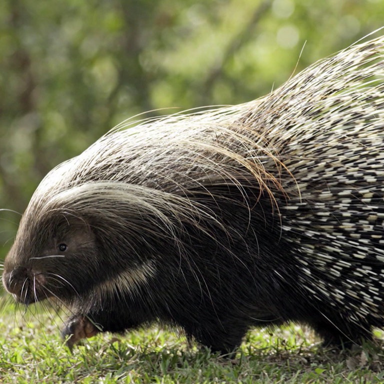 Stachelschwein (Foto: SWR)