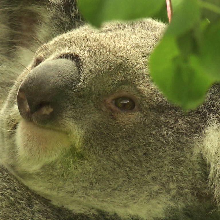 Koalabär hängt gemütlich im Baum