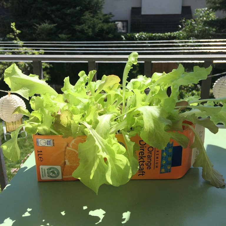 Salat im Saftkarton (Foto: SWR, SWR)