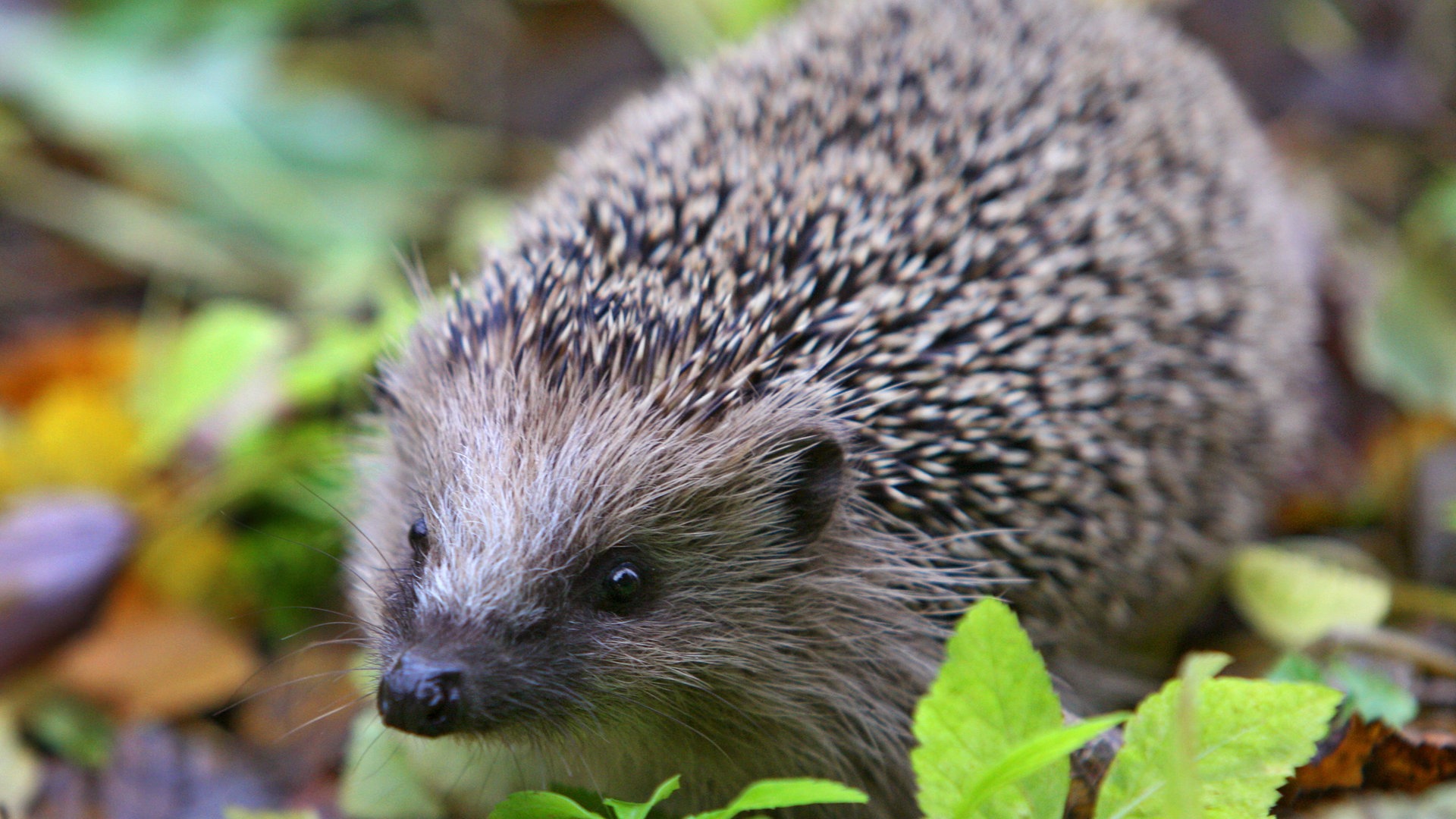 Foto: dpa Bildfunk, Picture Alliance Igel Winterschlaf (Foto: dpa Bildfunk, Picture Alliance)