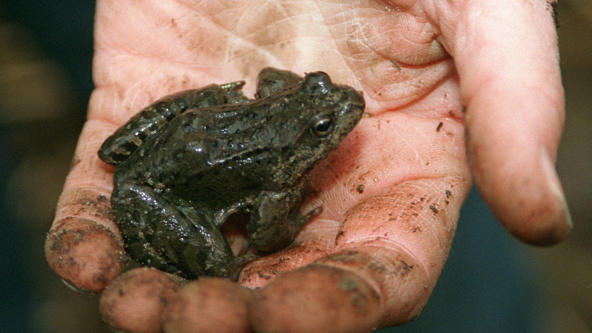 Foto: dpa Bildfunk, Picture Alliance Frosch Winterstarre (Foto: dpa Bildfunk, Picture Alliance)