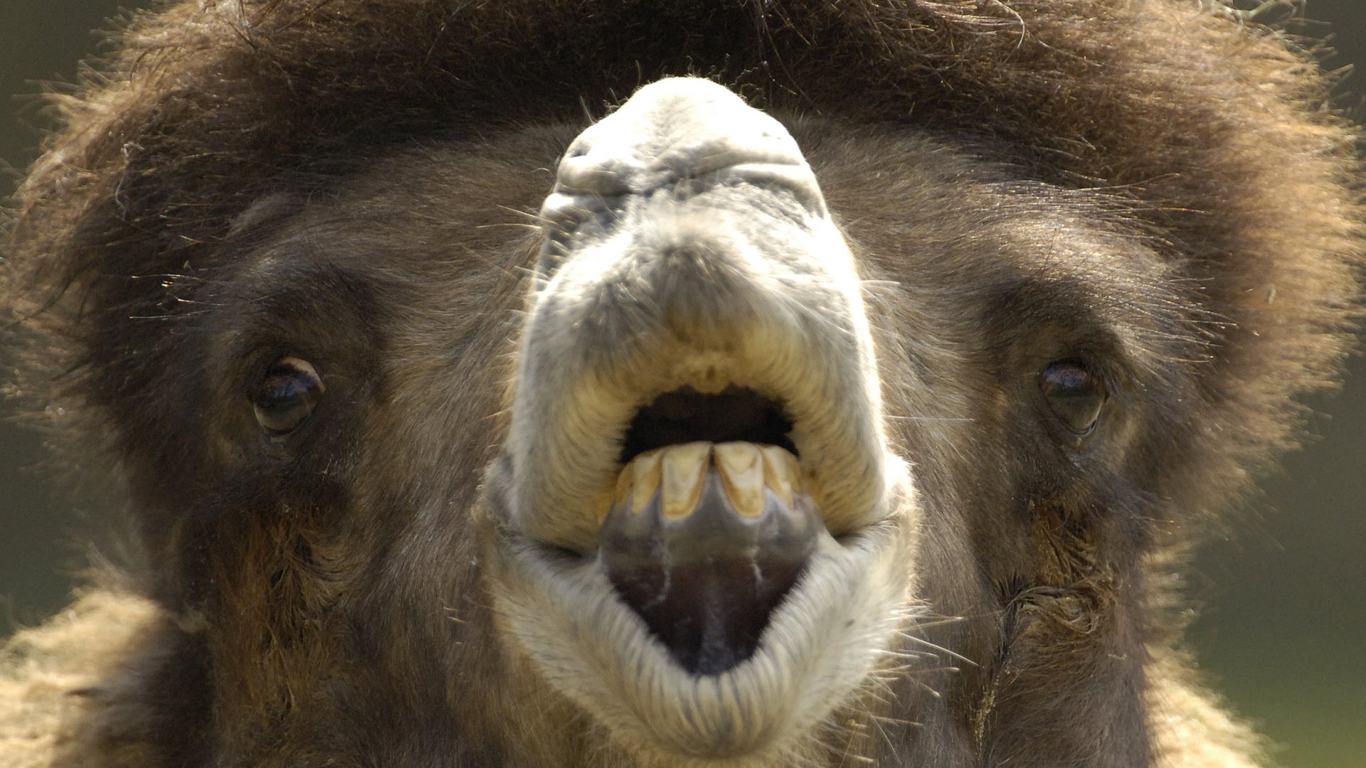 Das Kamel (Foto: dpa Bildfunk, Picture Alliance)