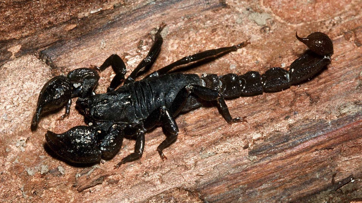 Skorpion  (Foto: dpa Bildfunk, Picture Alliance)