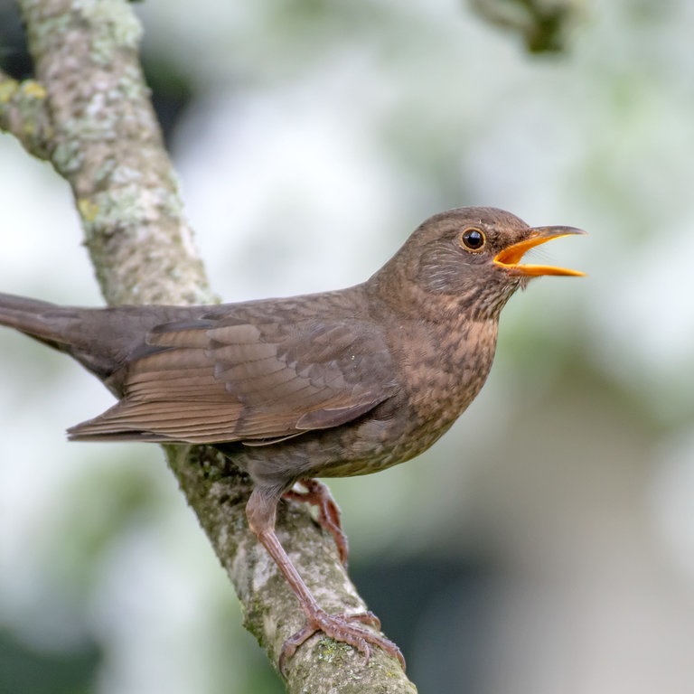 Vogel auf einem Ast (Foto: Colourbox)