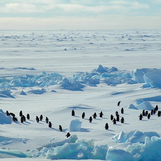 Foto: IMAGO, Imago Adeliepinguine in der Eiswüste der Antarktis (Foto: IMAGO, Imago)