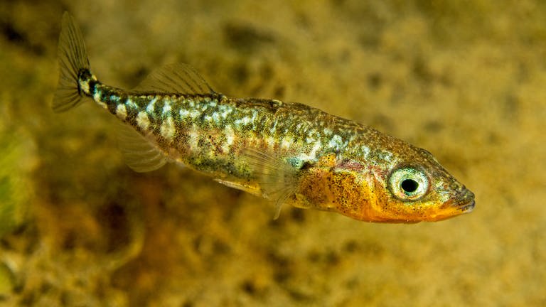 Stichling - Fisch des Jahres 2018 (Foto: Herbert Frei / DAFV)