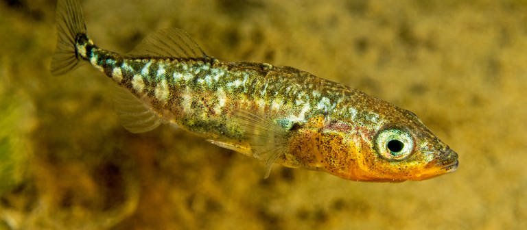 Stichling - Fisch des Jahres 2018 (Foto: Herbert Frei / DAFV)