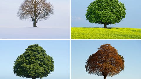 Ein Baum in den vier Jahreszeiten  (Foto: picture-alliance / Reportdienste, picture alliance / dpa/ Fotografen: Patrick Pleul)