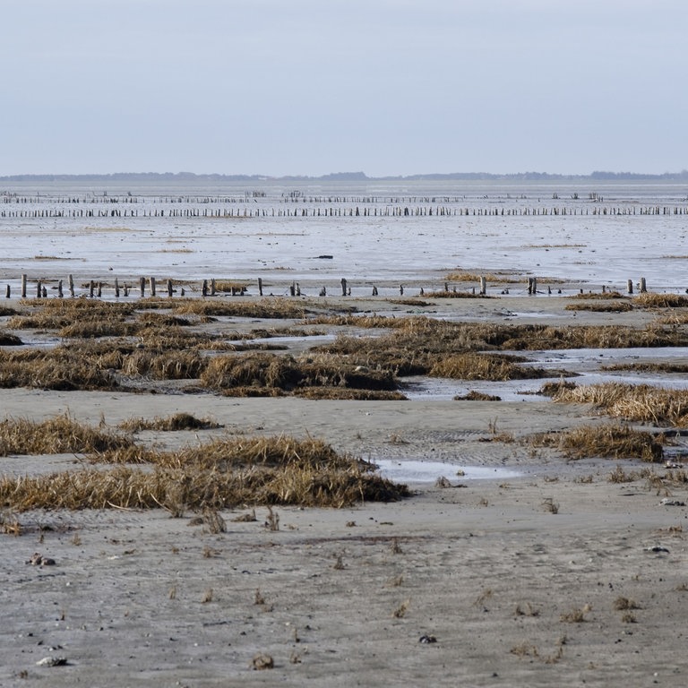 Wattenmeer (Foto: Colourbox)