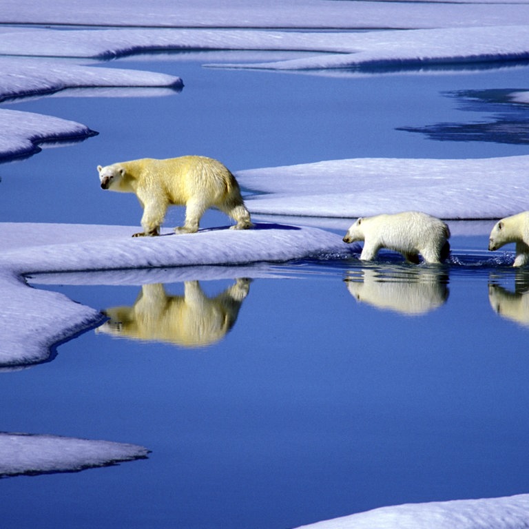 Eine Eisbärenmutter läuft mit ihren Jungen auf Futtersuche über Eisschollen (Foto: dpa Bildfunk, Foto: Hinrich Bäsemann)