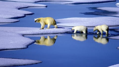 Eine Eisbärenmutter läuft mit ihren Jungen auf Futtersuche über Eisschollen (Foto: dpa Bildfunk, Foto: Hinrich Bäsemann)
