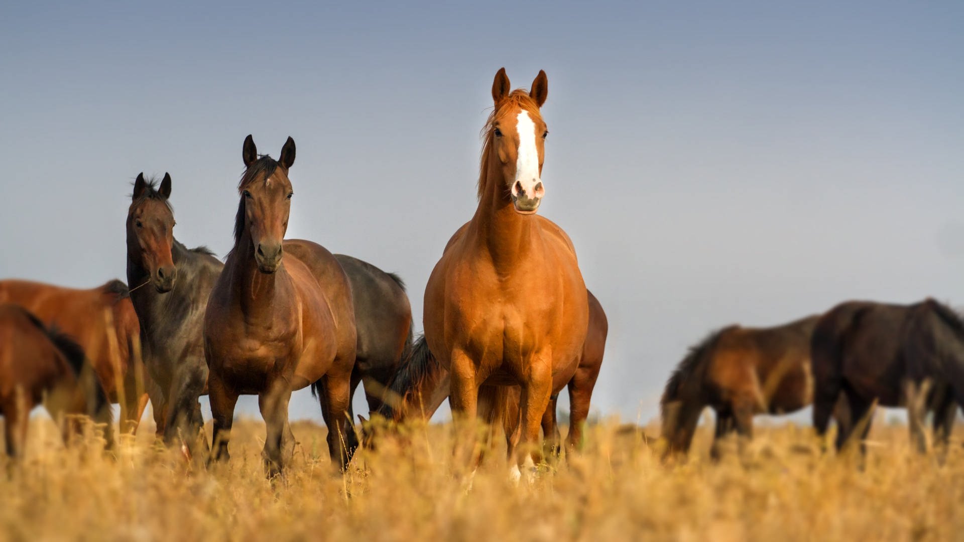 Pferde (Foto: Colourbox)