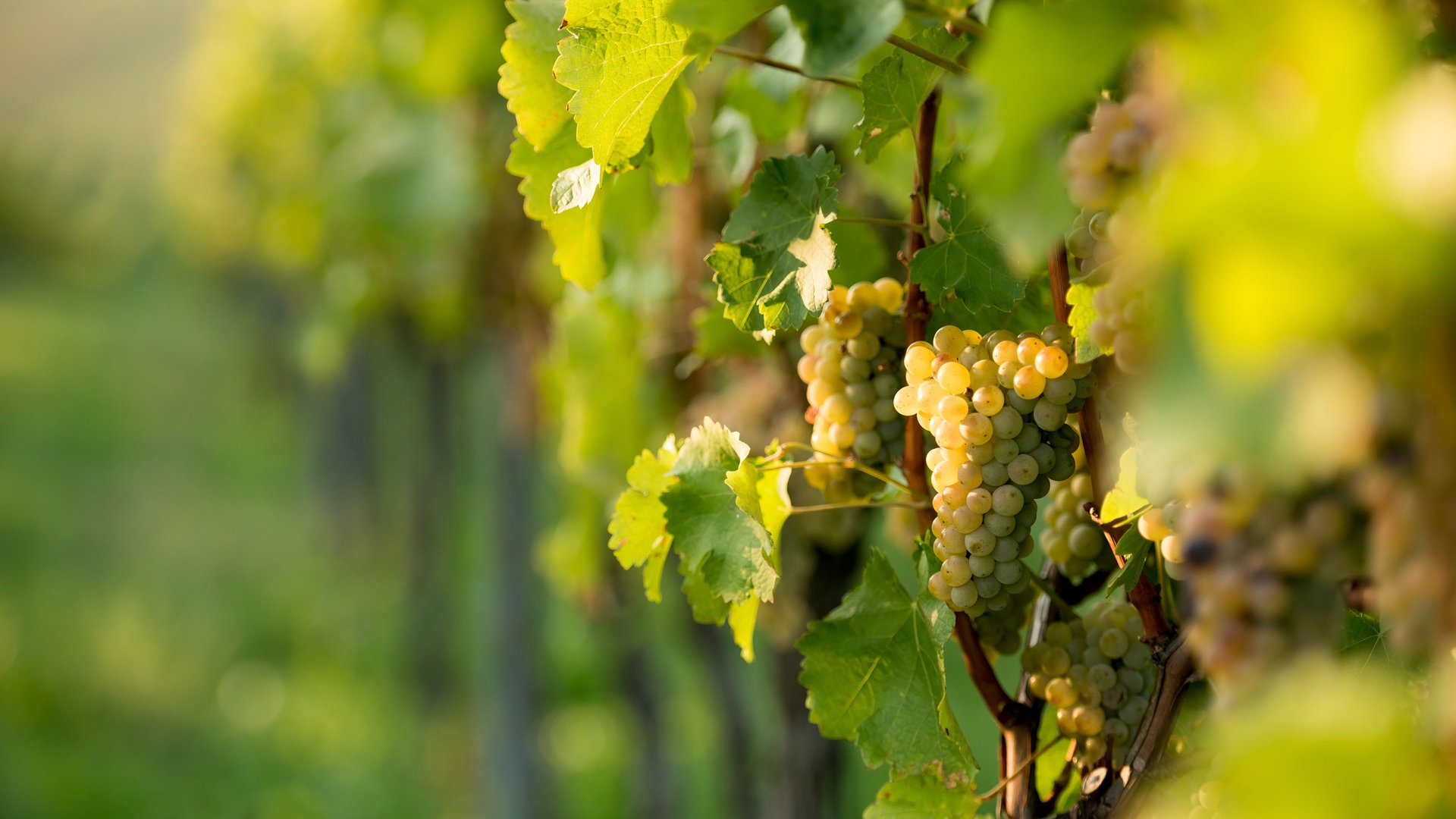 Weinrebe (Foto: Colourbox)