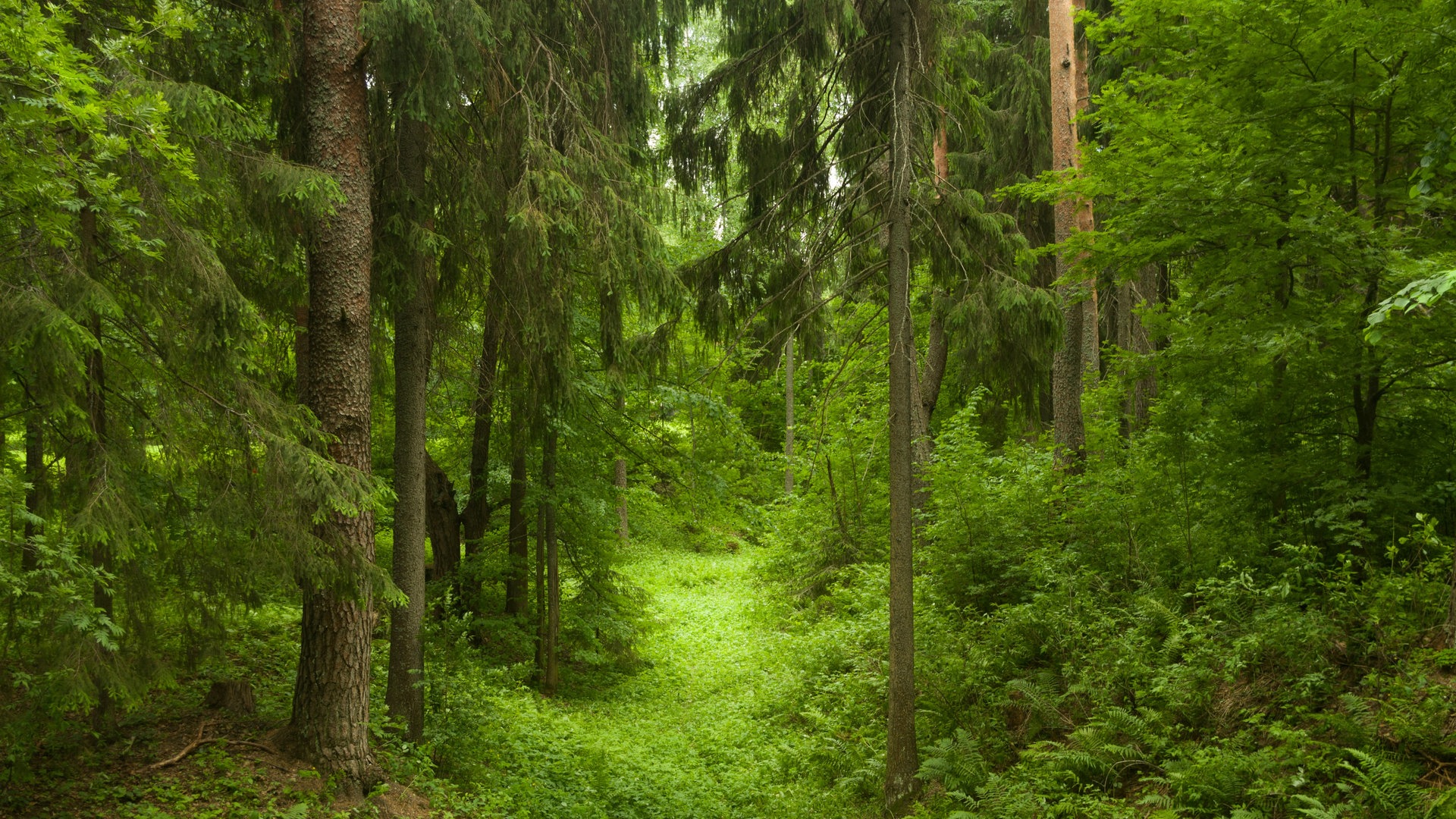 Foto: Colourbox Nationalpark Bialowieza (Foto: Colourbox)