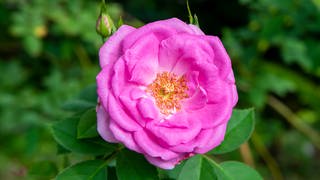 Die Damascena Rose  (Foto: Colourbox)