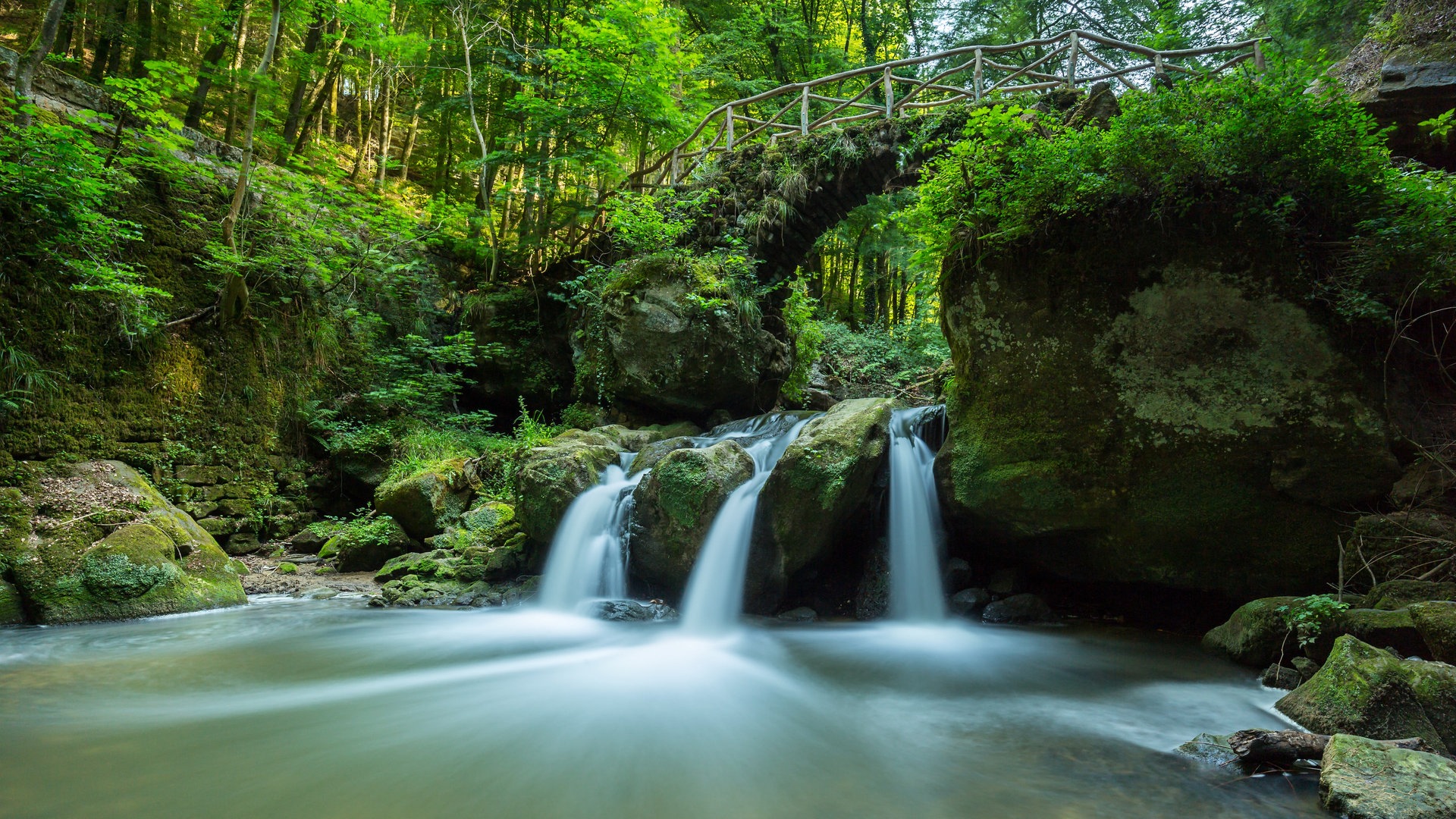 Foto: Colourbox Wald in Luxemburg (Foto: Colourbox)