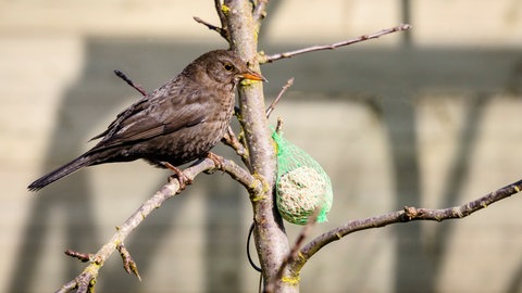 Ein Vogel bedient sich am Vogelfutter (Foto: Colourbox)