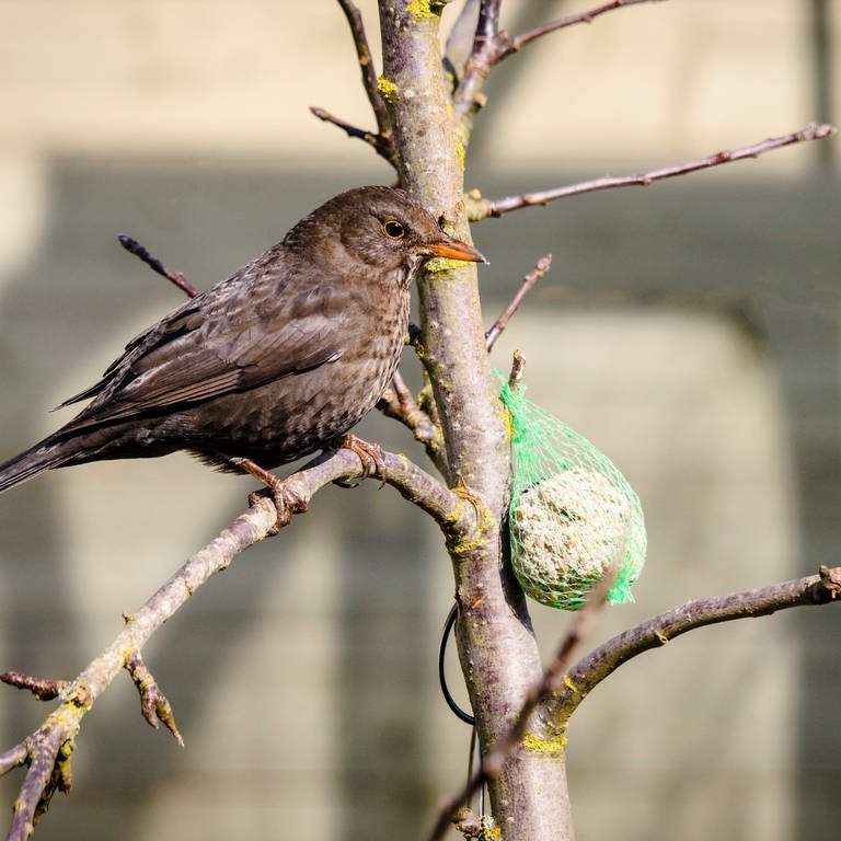 Ein Vogel bedient sich am Vogelfutter (Foto: Colourbox)