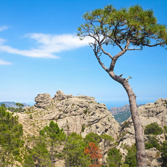 Korsika (Foto: Colourbox)