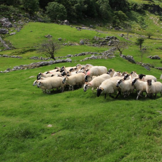 Schafe in Irland (Foto: Colourbox)