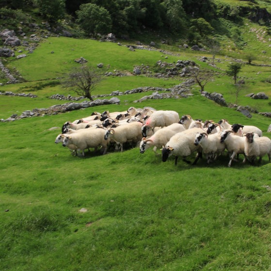 Foto: Colourbox Schafe in Irland (Foto: Colourbox)