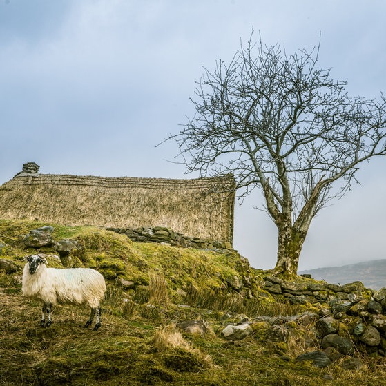 Foto: Colourbox Irland - Landschaft (Foto: Colourbox)