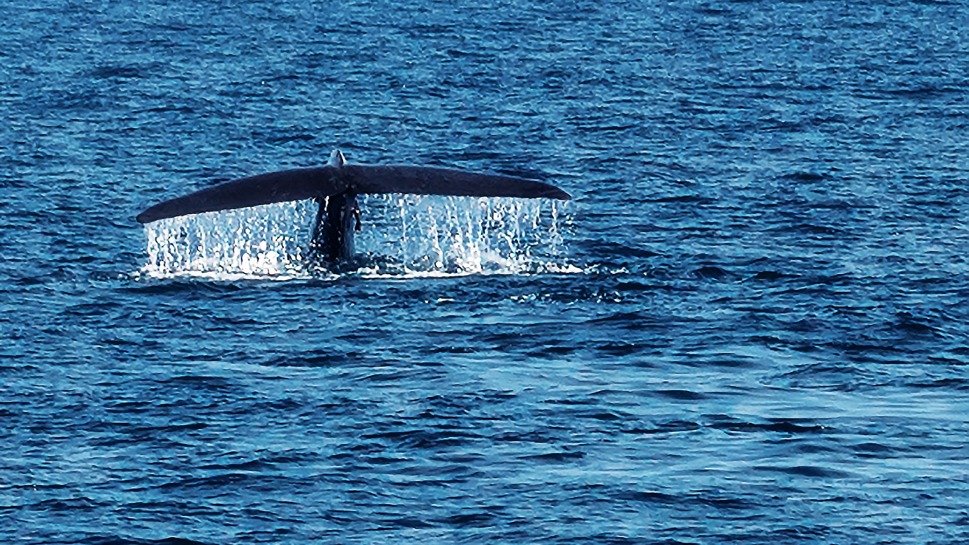 Ein Wal hebt seine gigantische Schwanzflosse. (Foto: Colourbox)