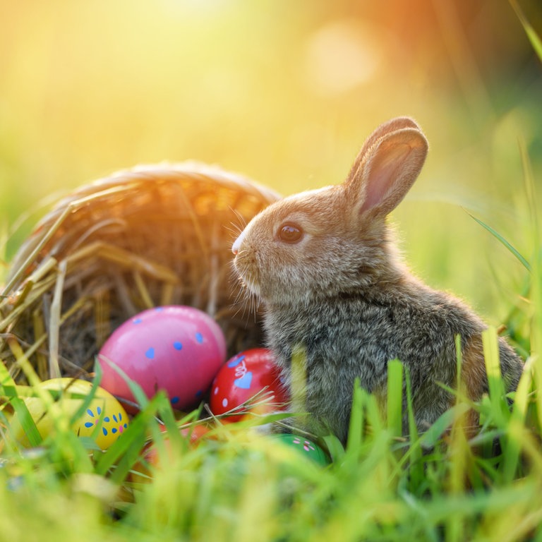 Ein Hase und Ostereier (Foto: Colourbox)