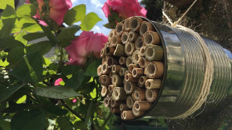 ein selbstgebautes Bienenhotel in einer Konservendose (Foto: SWR, SWR)