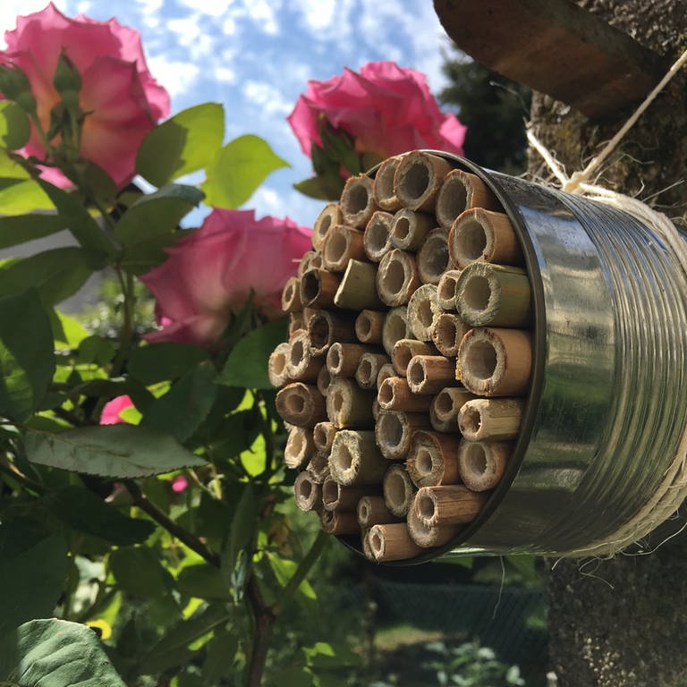 ein selbstgebautes Bienenhotel in einer Konservendose (Foto: SWR, SWR)