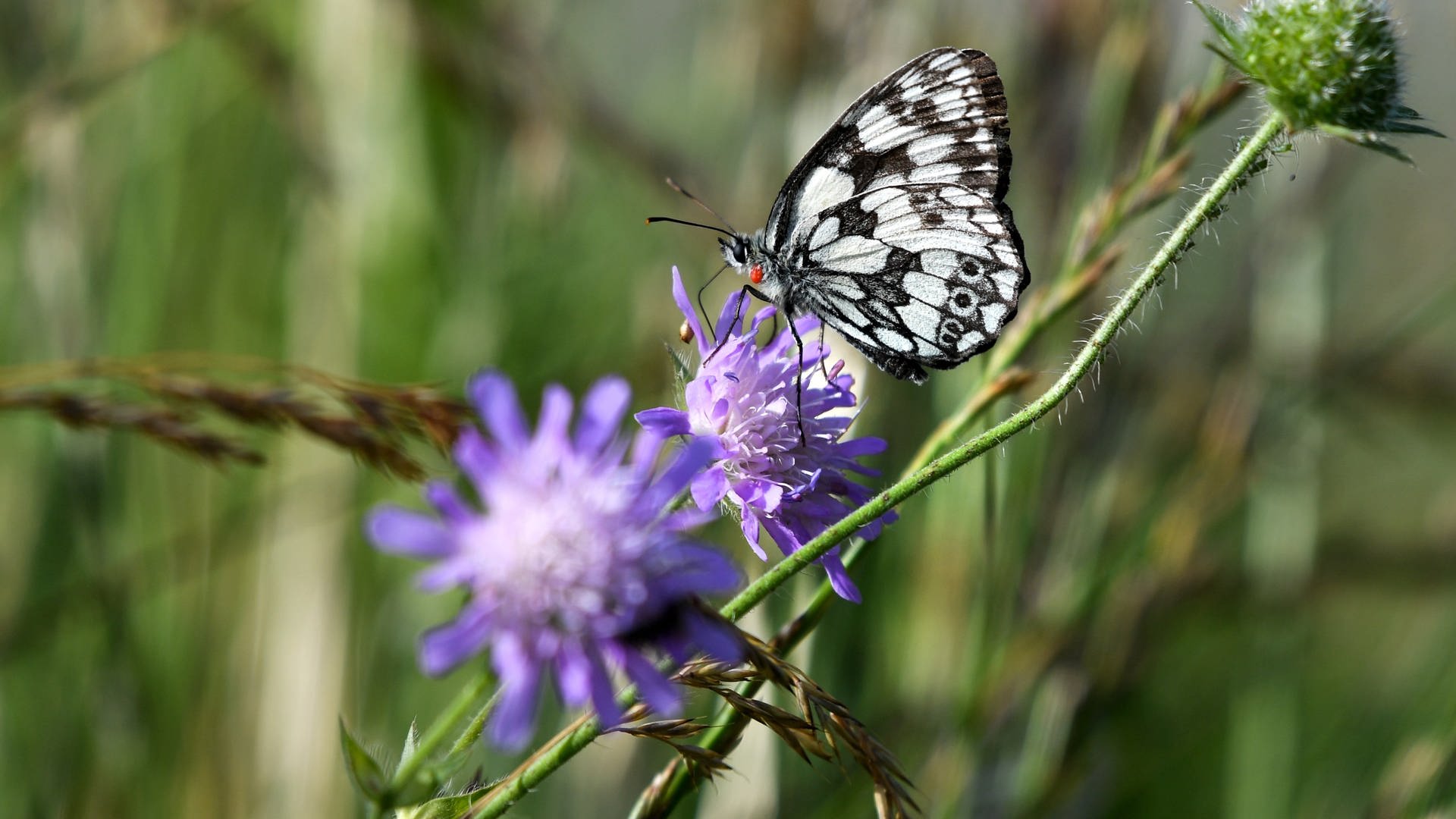 ein Schmetterling sitzt auf einer Flockenblume (Foto: picture-alliance / Reportdienste, dpa Picture-Alliance)