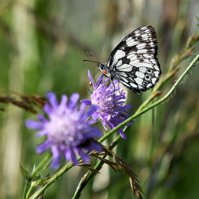 ein Schmetterling sitzt auf einer Flockenblume (Foto: picture-alliance / Reportdienste, dpa Picture-Alliance)