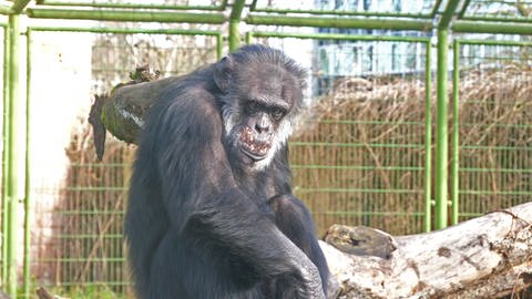 Ein Schimpanse im Karlsruher Zoo (Foto: SWR)