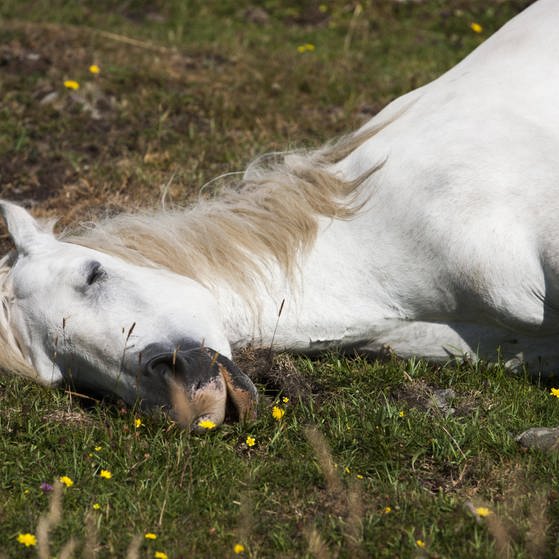 Ein liegendes Pferd (Foto: IMAGO, Imago)